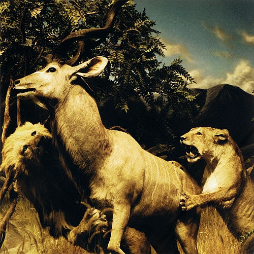Interpol : Our Love To Admire (CD, Album)